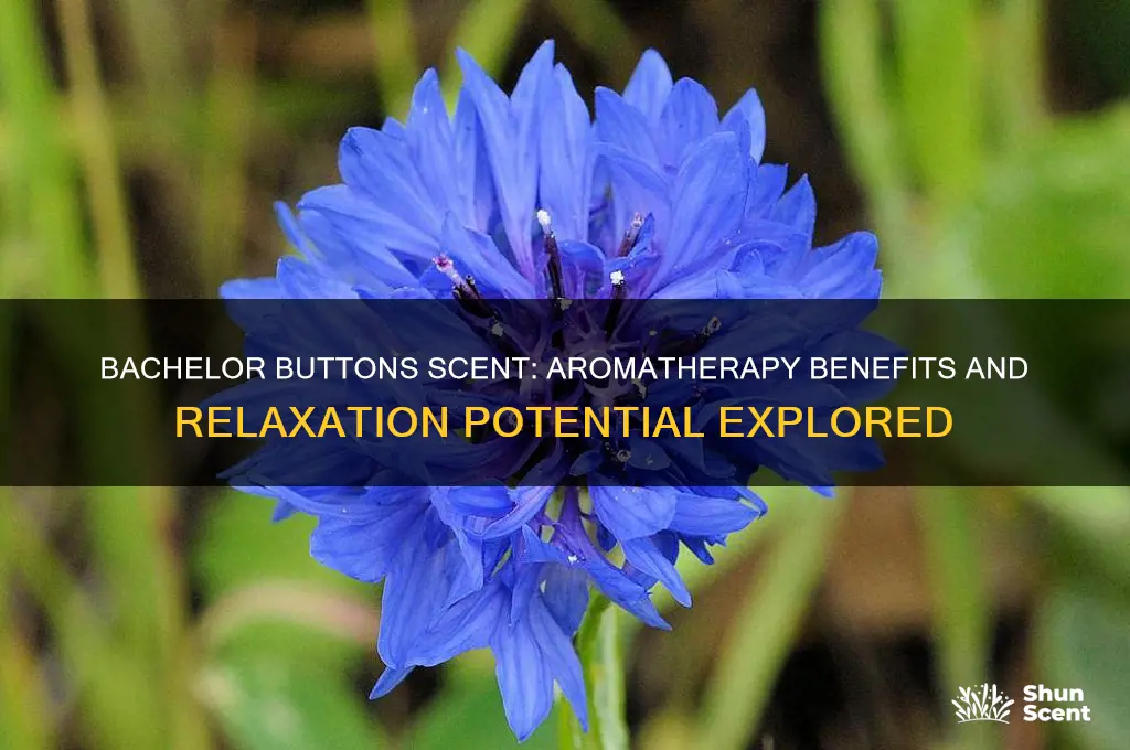 does the scent of bachelor buttons have any armoatherapy benefits