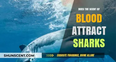 Does Blood Scent Attract Sharks? Unraveling the Myth and Science