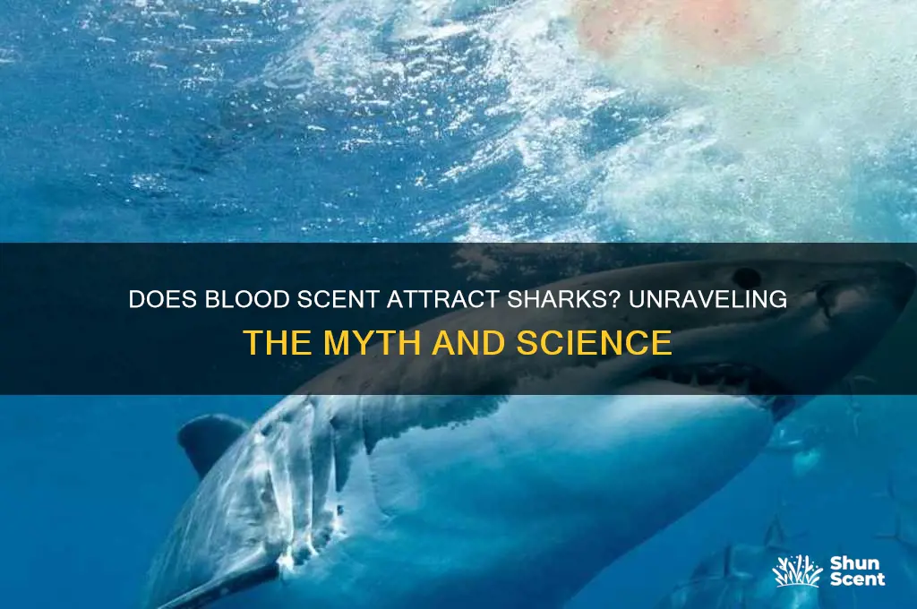 does the scent of blood attract sharks