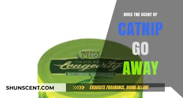Does Catnip Scent Fade? Understanding Its Longevity and Lingering Effects