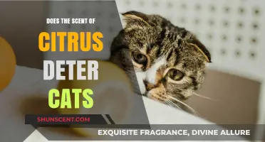 Citrus Scents: Effective Cat Deterrent or Just a Myth?