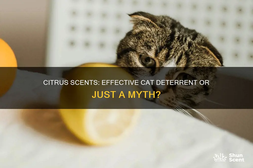 does the scent of citrus deter cats