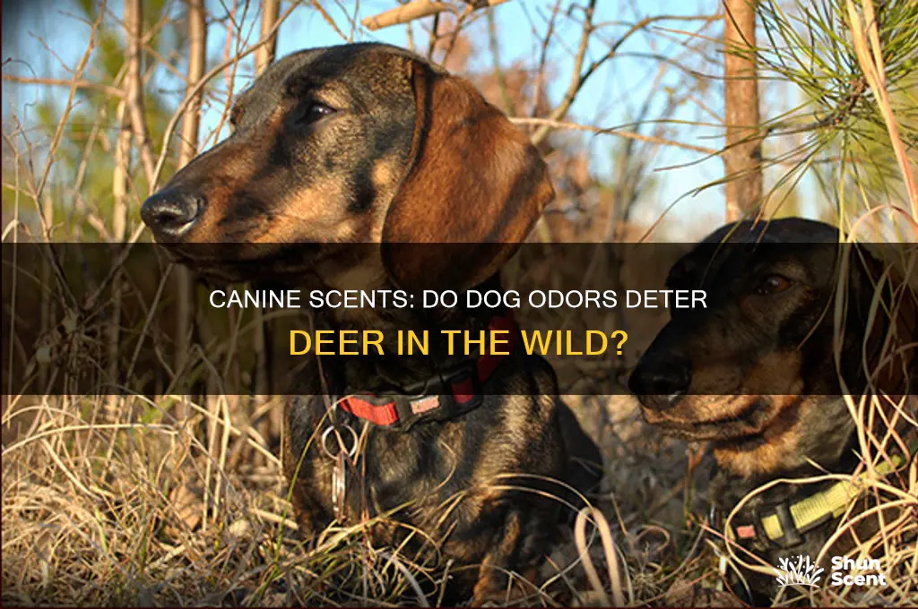 does the scent of dogs scare deer away