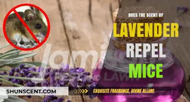 Lavender's Power: Can Its Aroma Keep Mice at Bay?