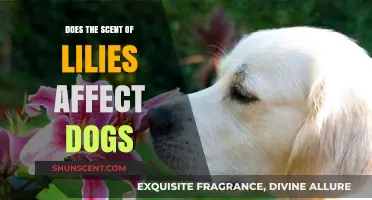 Can Lily Scents Harm Dogs? Exploring the Risks and Safety Tips