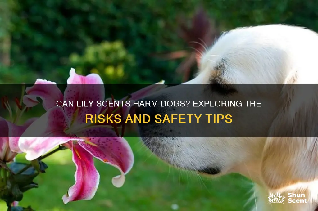 does the scent of lilies affect dogs