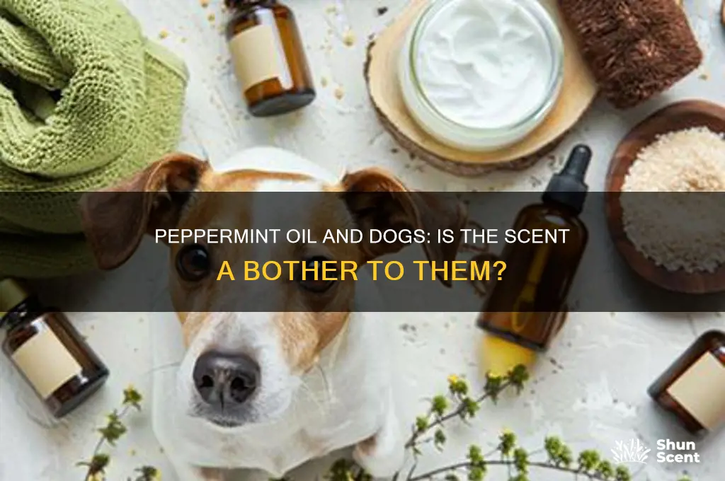 does the scent of peppermint oil bother dogs