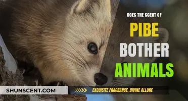 Does the Scent of Pine Bother Animals? Exploring Pet Sensitivity