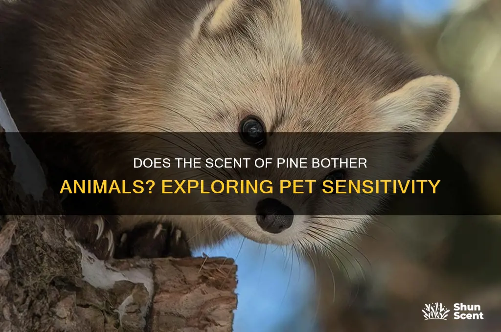 does the scent of pibe bother animals