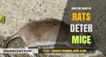 Can Rat Scents Repel Mice? Uncovering the Rodent Repellent Myth