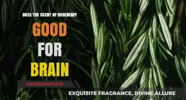 Rosemary's Aroma: Boosting Brain Function and Memory Naturally