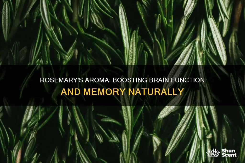 does the scent of rosemary good for brain