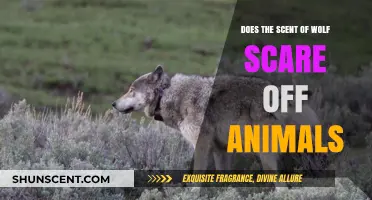 Does Wolf Scent Repel Wildlife? Exploring Nature's Fear-Based Reactions