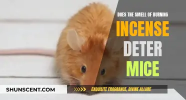 Incense and Mice: Burning Questions Answered