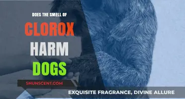 Is the Scent of Clorox Safe for Your Canine Companion?