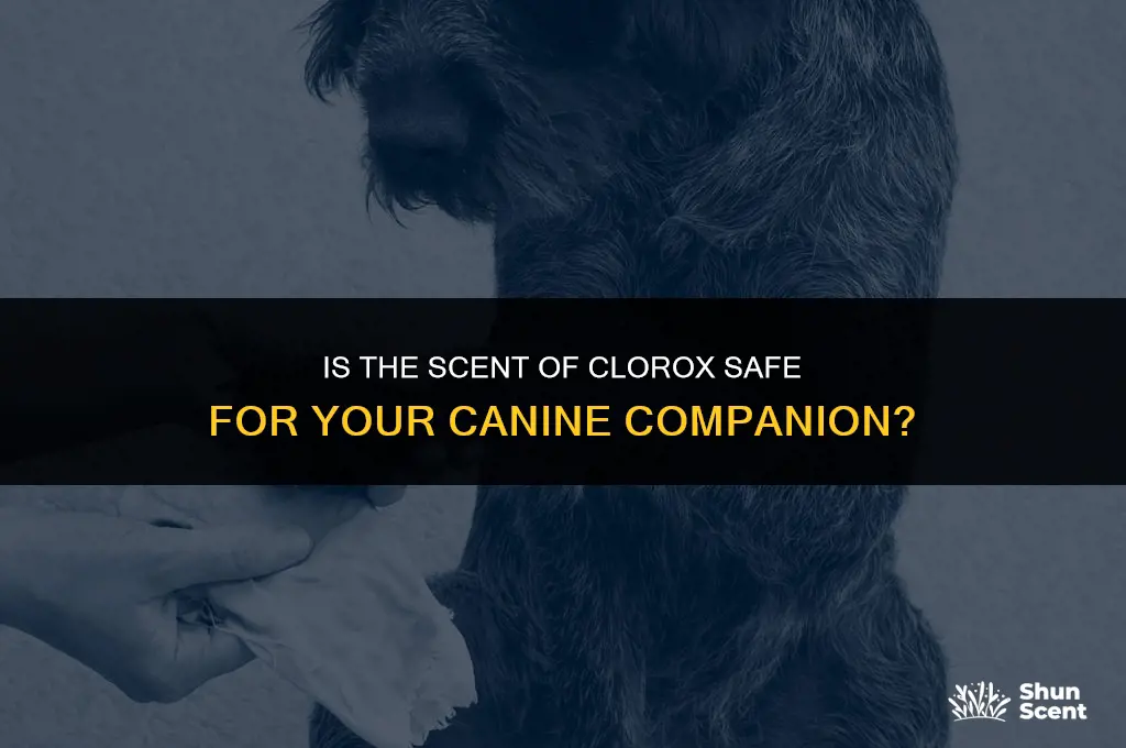 does the smell of clorox harm dogs