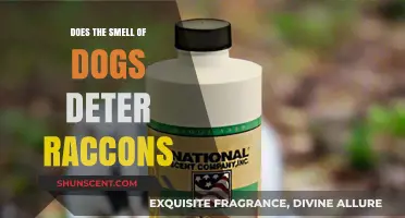 Canine Scents: A Natural Raccoon Deterrent or Myth?