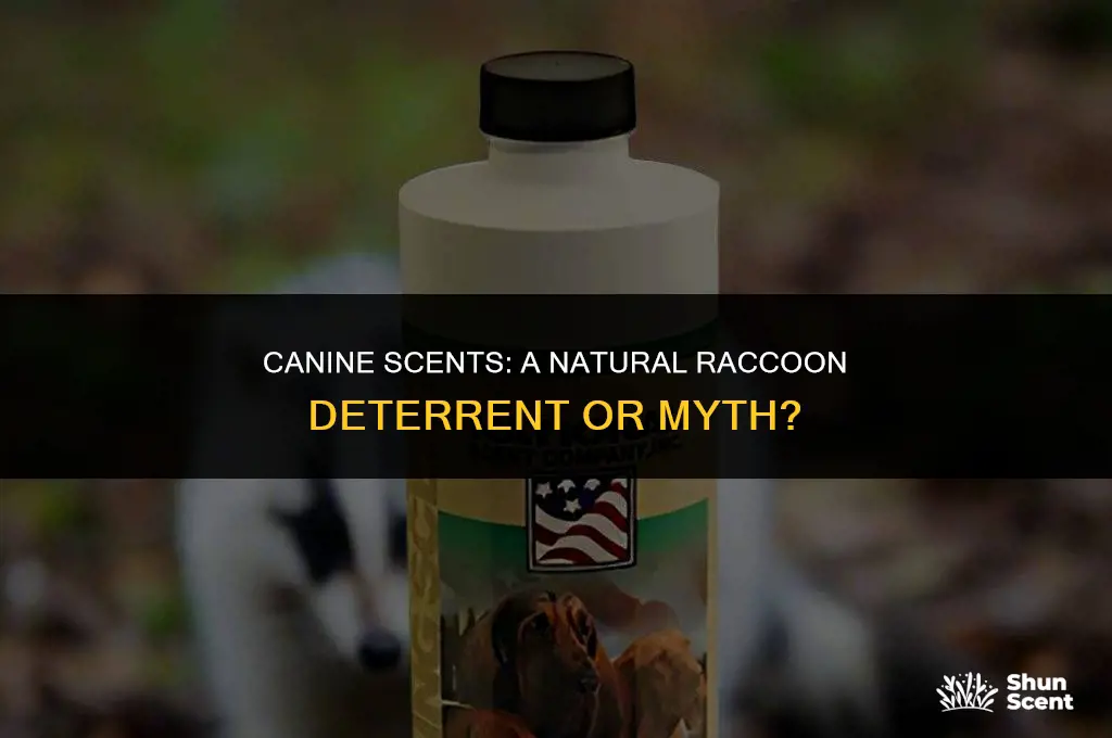 does the smell of dogs deter raccons