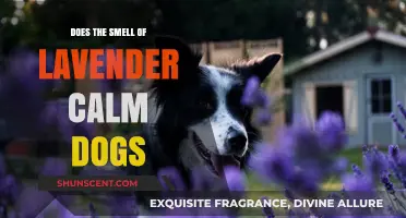 Lavender's Soothing Effects: Can This Floral Scent Calm Your Canine Companion?
