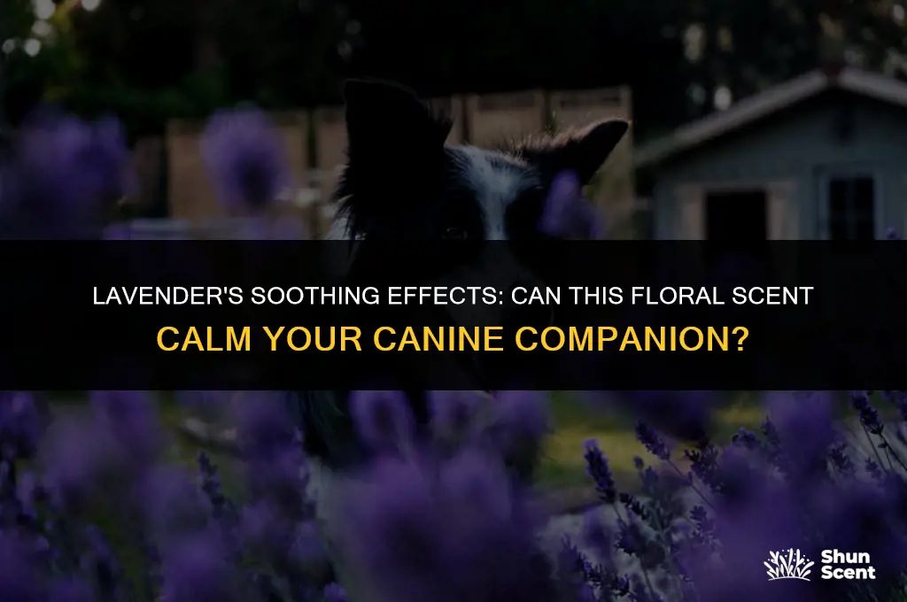 does the smell of lavender calm dogs