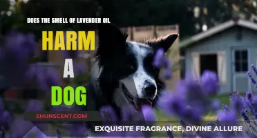 Is Lavender Oil Safe for Dogs: A Comprehensive Guide