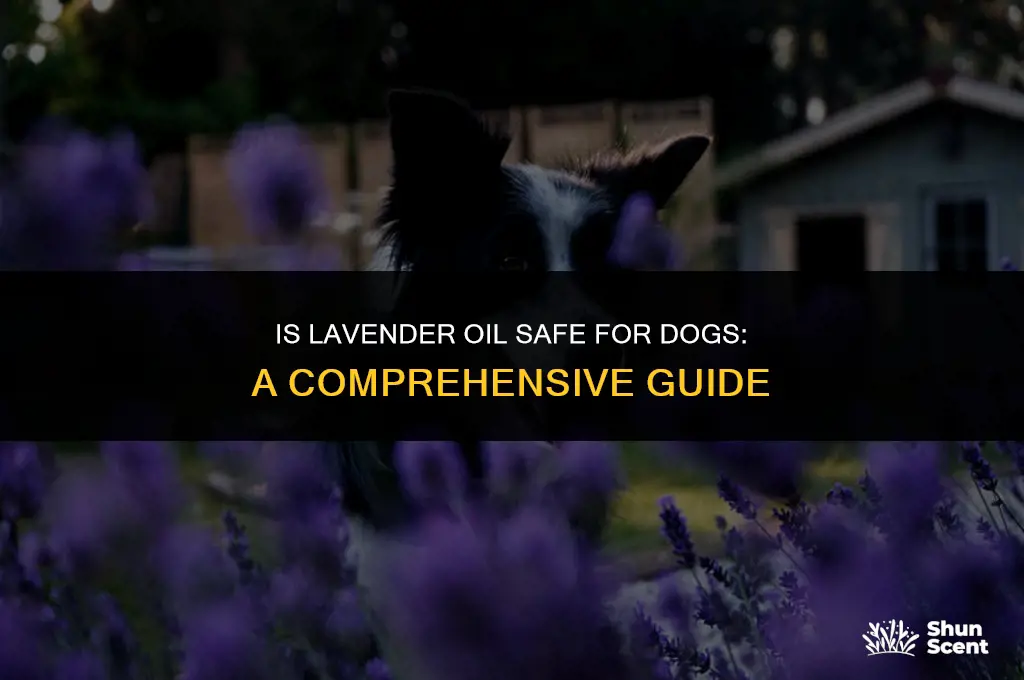 does the smell of lavender oil harm a dog