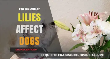 Can the Sweet Scent of Lilies Harm Your Canine Companion?