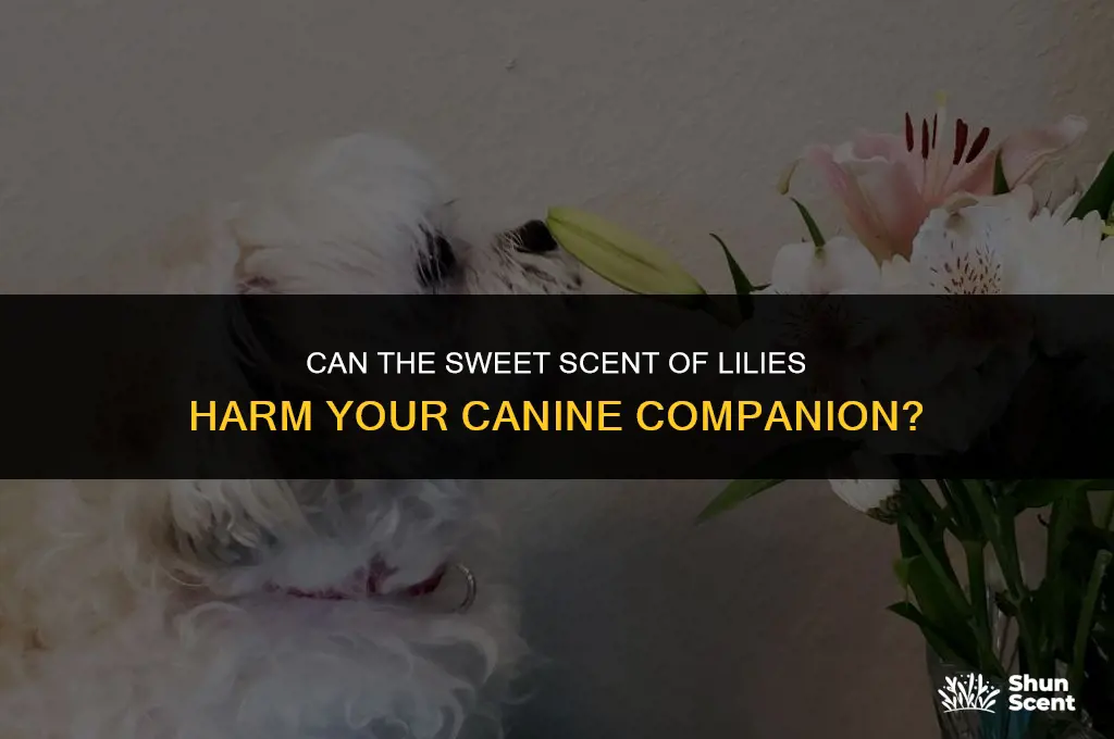 does the smell of lilies affect dogs