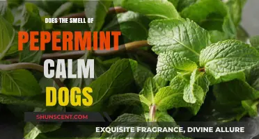 Peppermint's Soothing Scent: Can It Calm Your Canine Companion?