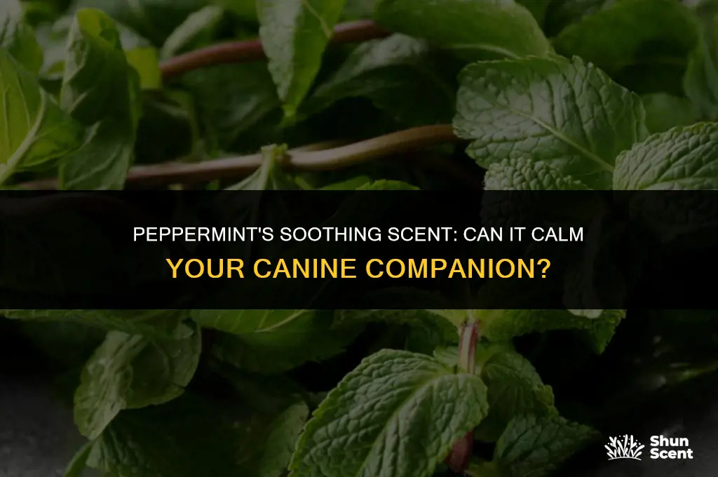does the smell of pepermint calm dogs