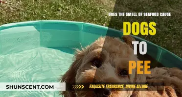 Seafood Scents and Canine Behavior: Understanding the Connection