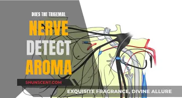 The Trigeminal Nerve: Unraveling the Mystery of Aroma Detection