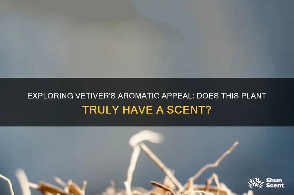does the vetiver plant have a scent