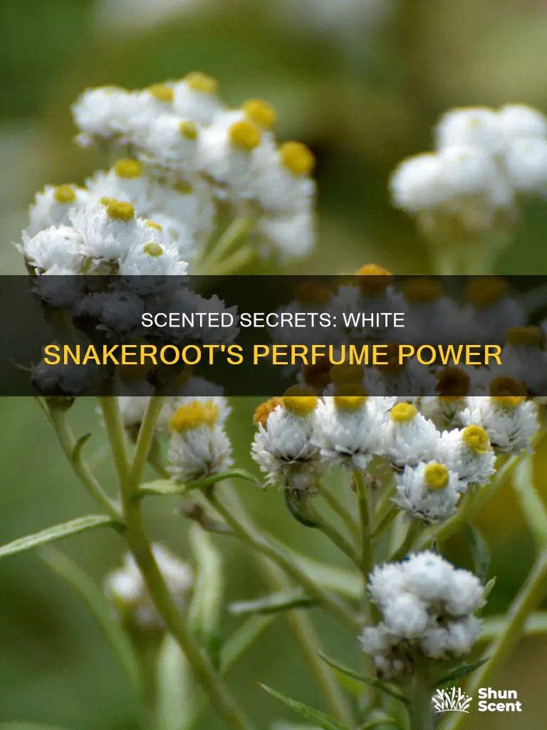 does the white snakeroot give perfume