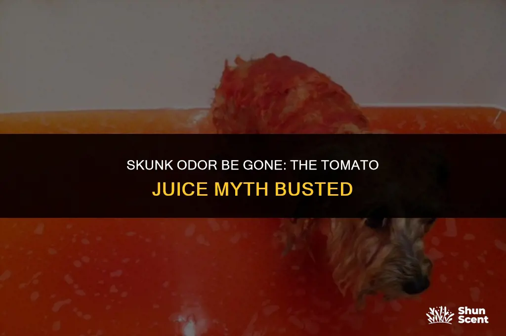 does tomato juice remove skunk smell from a dog