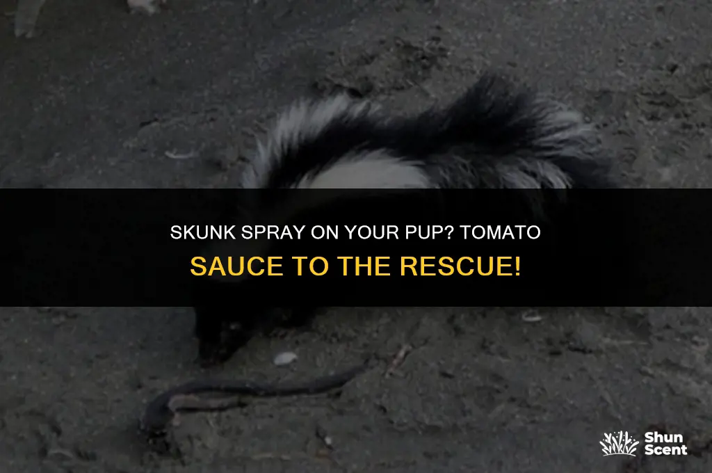 does tomato sauce work for skunk smell on a dog