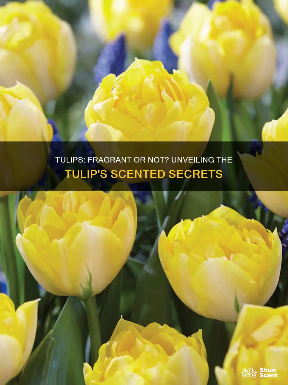 does tulip have fragrance