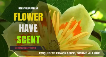 Tulip Poplar Flowers: Exploring Their Scent and Aromatic Qualities