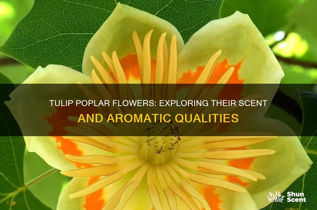 does tulip poplar flower have scent