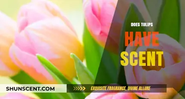 Do Tulips Have a Scent? Unveiling the Truth About Tulip Fragrance