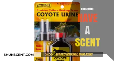 Unveiling the Truth: Does Urine Naturally Carry a Distinct Scent?