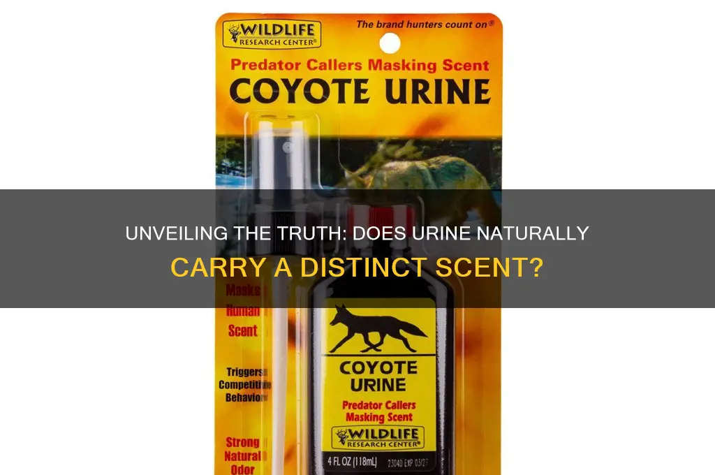does urine have a scent