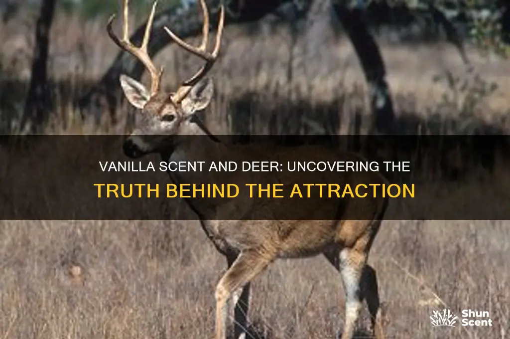 does vanilla scent attract deer