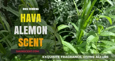 Does Verbena Smell Like Lemon? Unveiling the Citrusy Scent Mystery