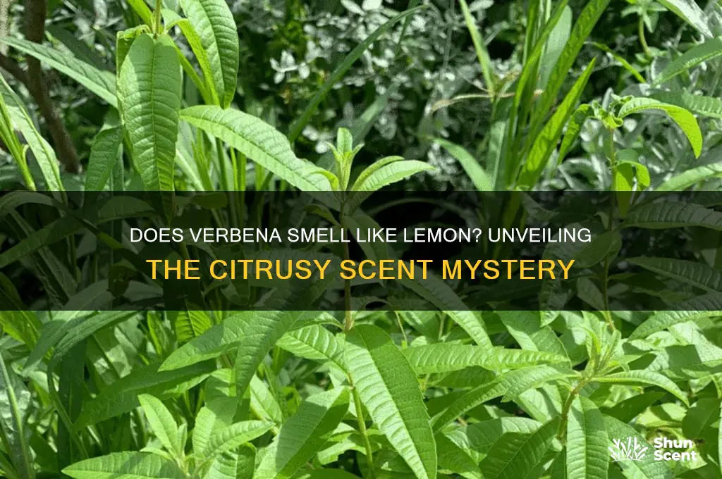 does verbena hava alemon scent