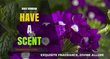 Does Verbena Smell? Unveiling the Scent Secrets of This Fragrant Herb