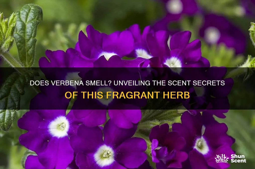 does verbena have a scent