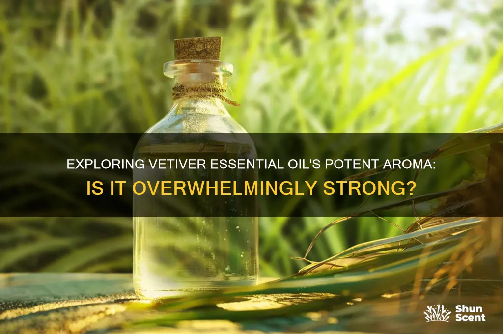 does vetiver essential oil have a strong scent