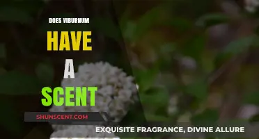 Does Viburnum Smell? Unveiling the Fragrant Truth About This Shrub