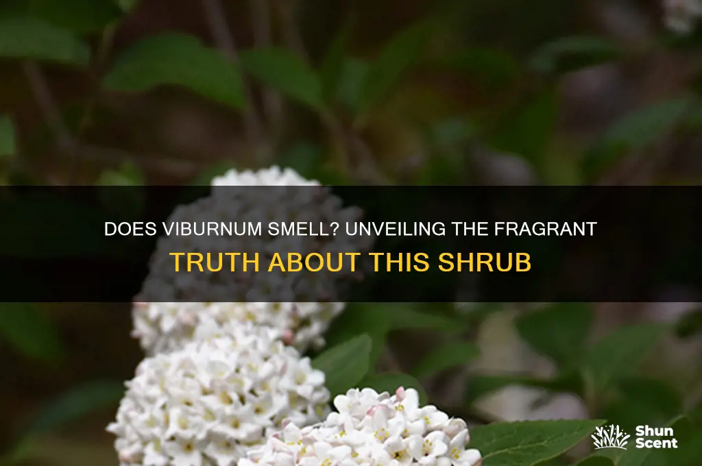does viburnum have a scent